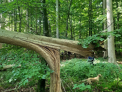 Abgestorbene Esche