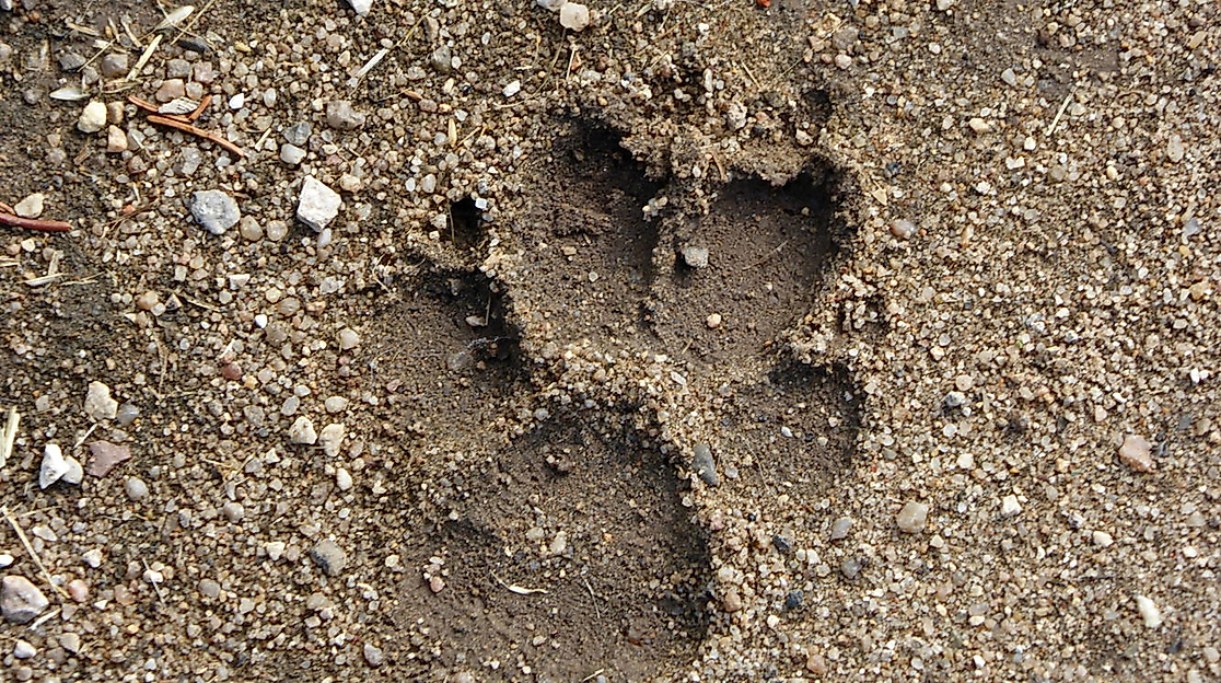 Fräulein Brehms Tierleben: Der Wolf