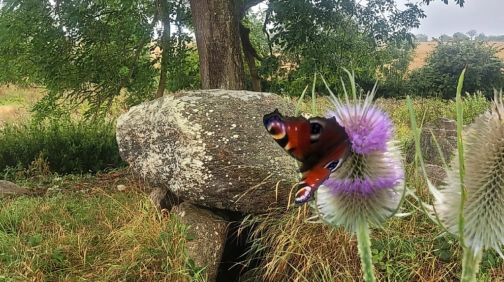 urdolmen-fehmarn-schmetterling