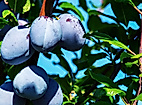 plums_c_coleur-pixabay