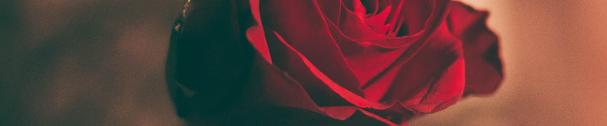 Rose grüner Hintergrund mit Lichtern