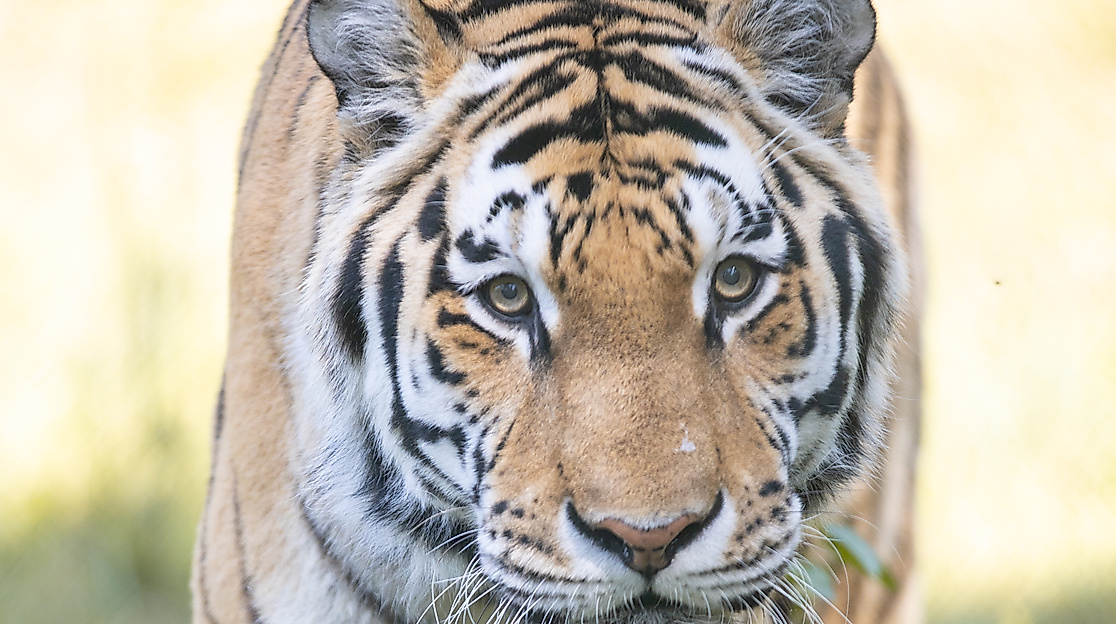 Wildpark Lüneburger Heide