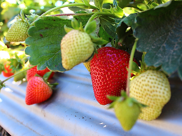 strawberry_c_lpham_pixabay