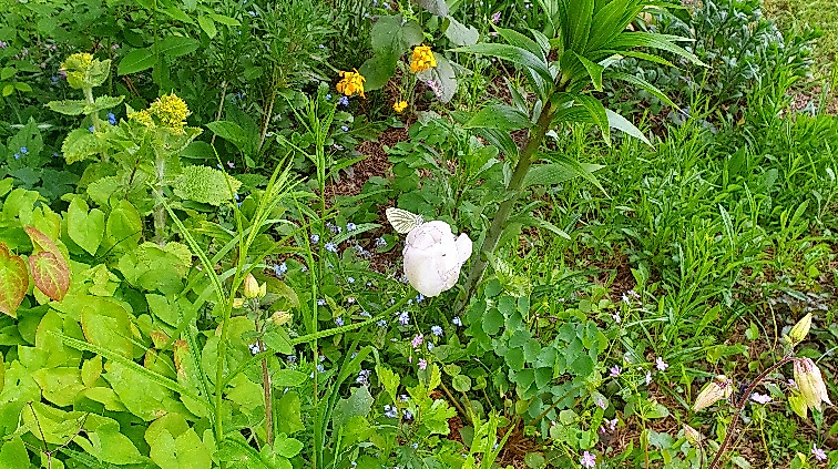 Ein Engel im Garten Wilhelm