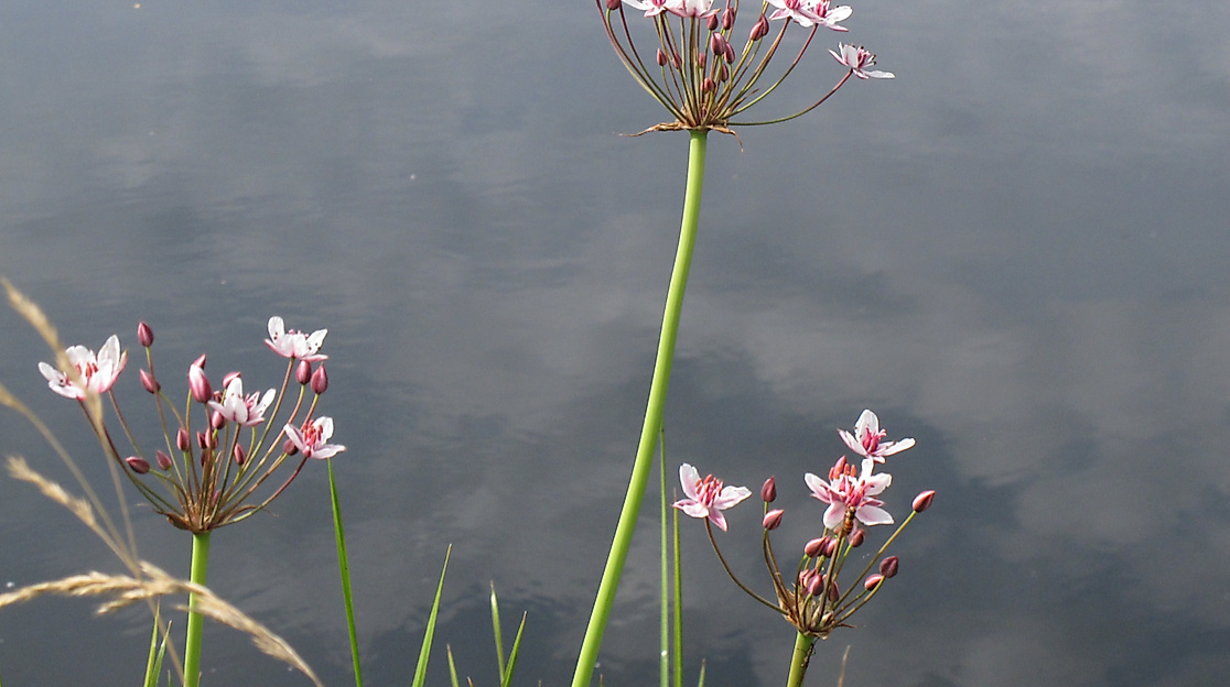 Auf Entdeckungstour zur reichhaltigen Pflanzen- und Insektenwelt