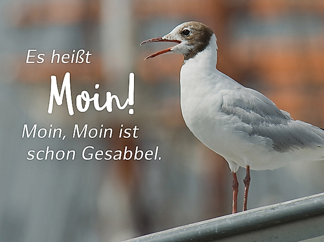 Norddeutsche Sprichwörter