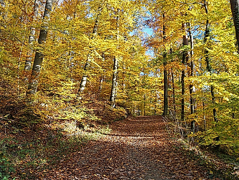 VDN FotoportalThalhäuser