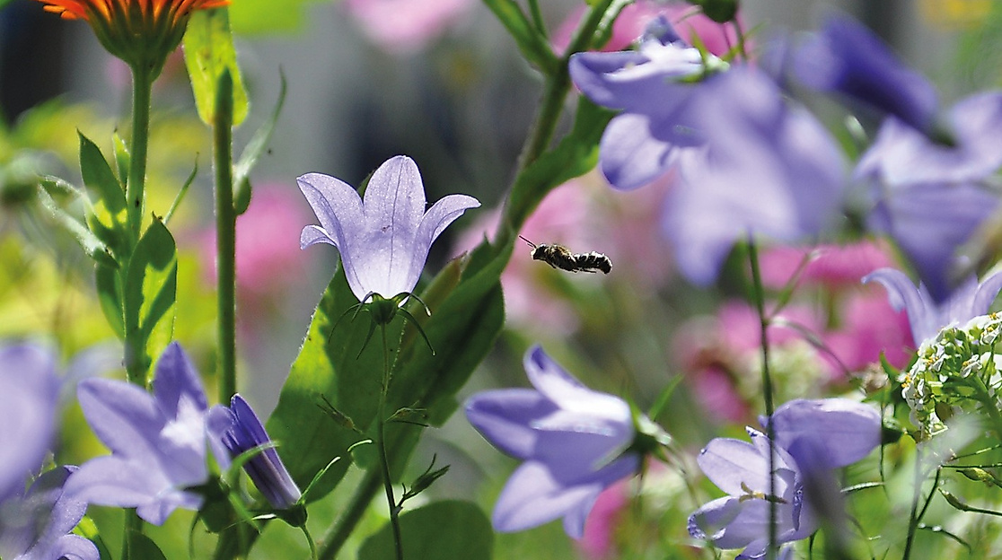Vielfalt wächst in Hamburg und Umgebung - Vernetzungs- und Aktionstreffen für mehr Biodiversität