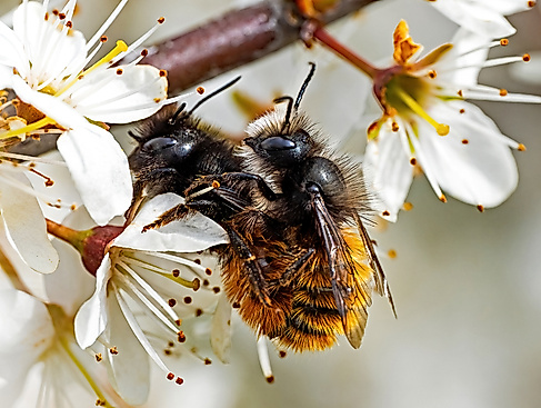 Gehörnte Mauerbiene