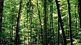 Naturwald
