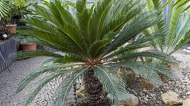 Führung: "Palmfarne - lebende Fossilien aus einer anderen Zeit"