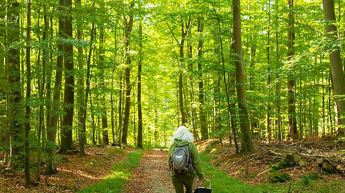 Stressreduktion im Wald