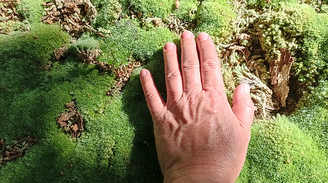 Erlebe dein grünes Wunder - Waldtag statt Alltag