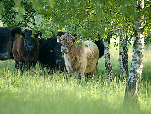 Rinder im NSG Höltigbaum