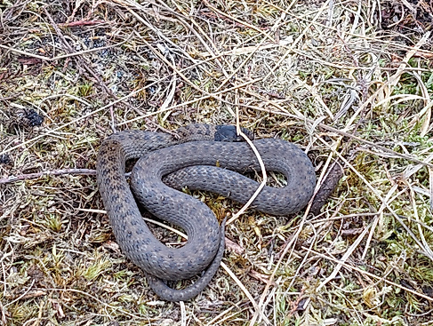 Im Land der kleinen Drachen