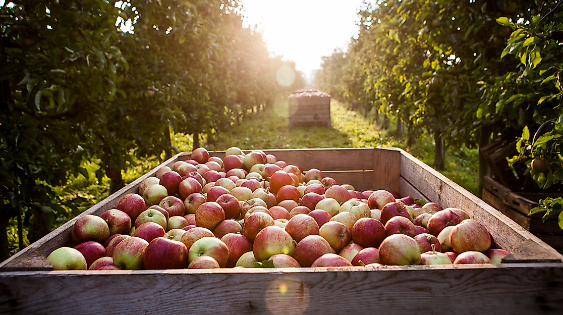 Holzkiste mit frisch geernteten Äpfeln im Sonnenlicht zwischen Obstbäumen im Alten Land
