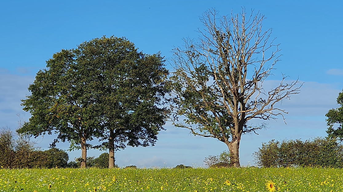 Gutes für die Seele