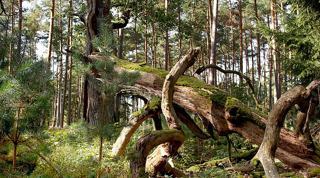 Auenwald Breeser Grund