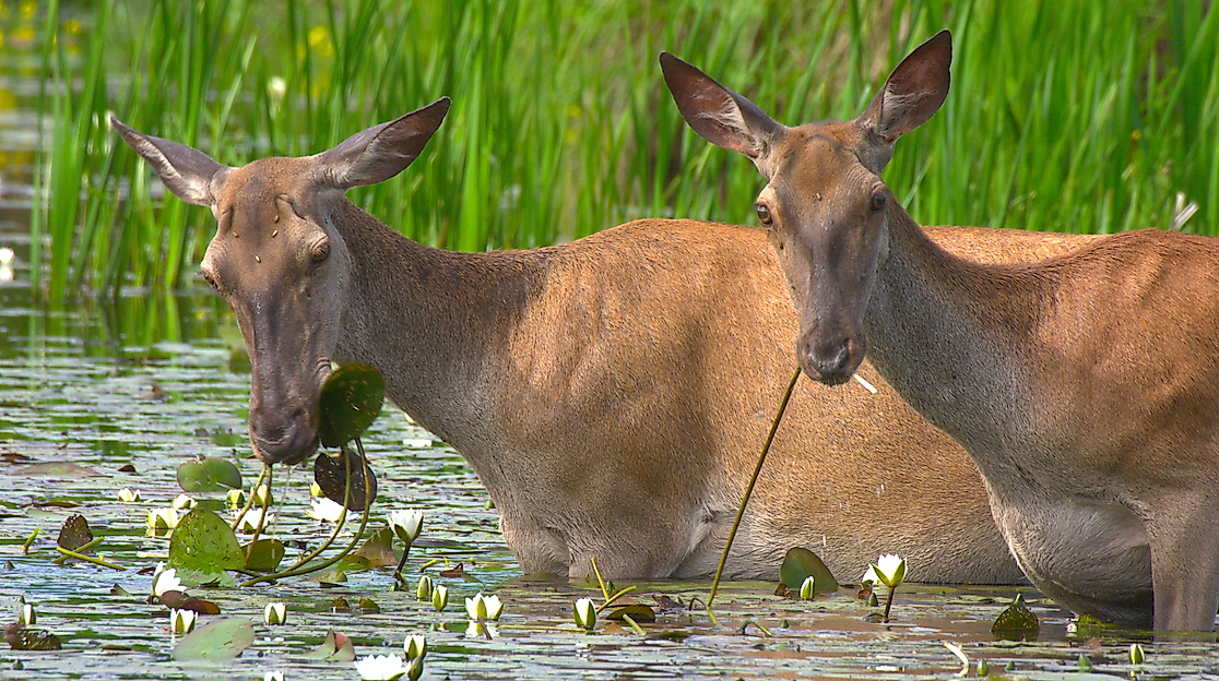 Kino_Europas Amazonien_CREDIT_Terra Mater Studios