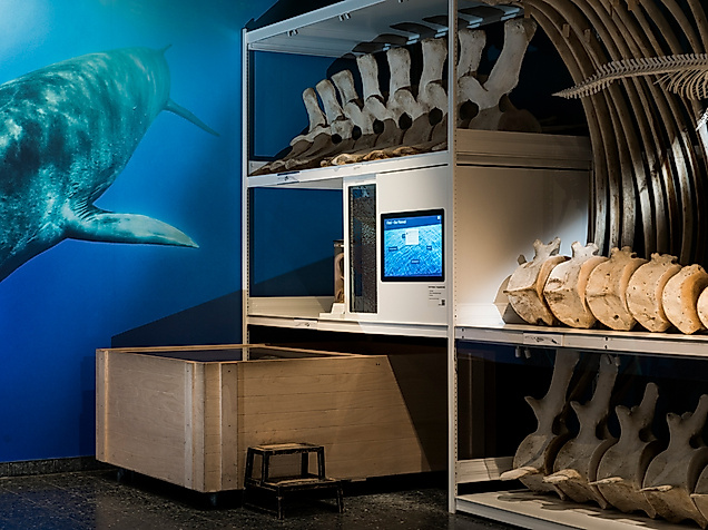 Museum der Natur Hamburg - Zoologie