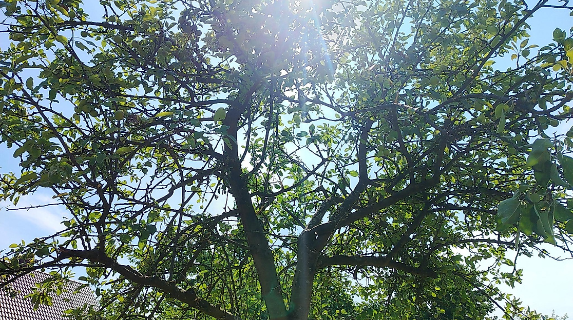 Führungen durch die Ausgleichsflächen-Obstanlage Barkenkamp, Selbsternte & Apfelkuchen Contest mit Picknick
