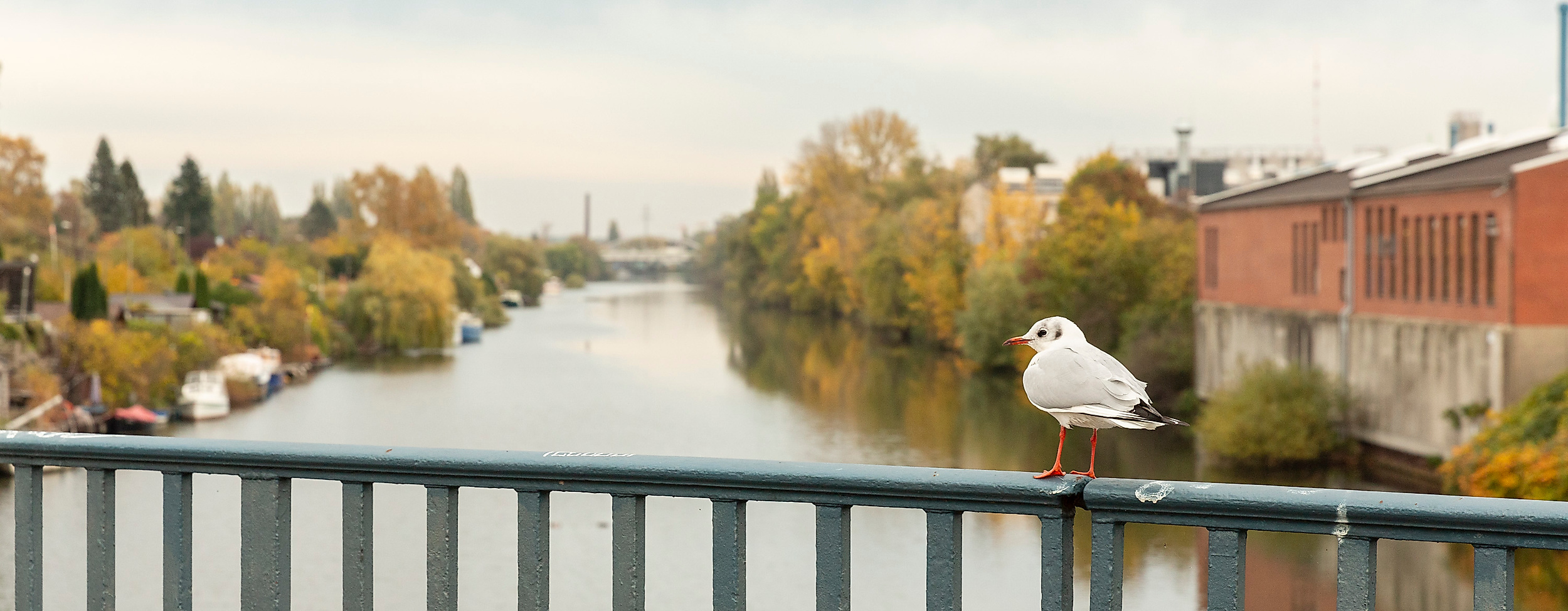 Möwe auf Brückengeländer mit Blick auf die Bille in Hamburg-Bergedorf an einem bewölkten Herbsttag