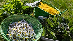 Natur in der Küche
