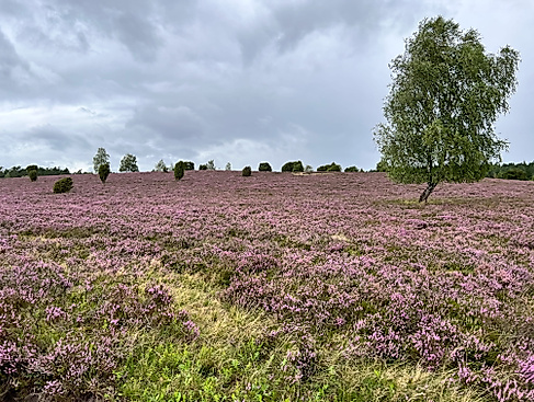 Naturpark-Erlebniswochen: Feierabendzauber in der Schwindebecker Heide