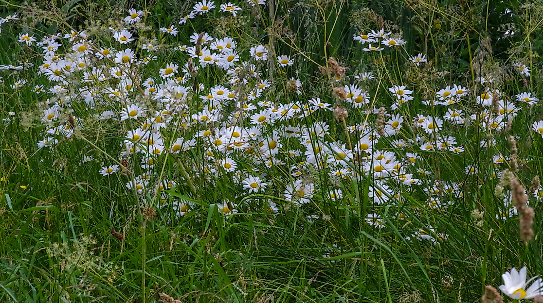Gänseblümchen