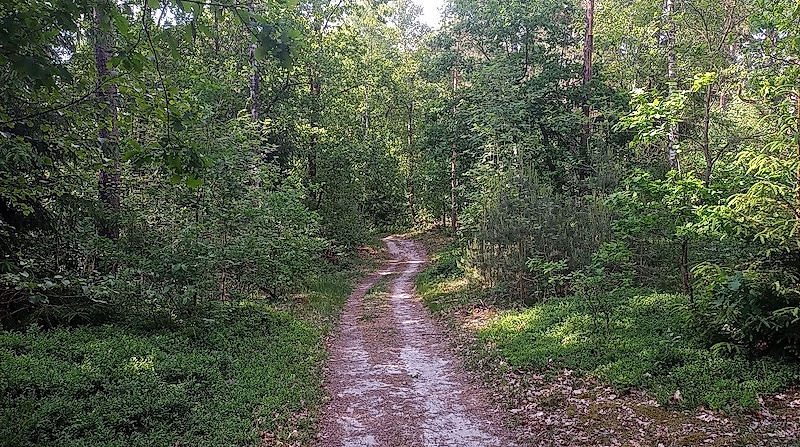 Entdeckungen im Stadtwald (nördlichen Teil)