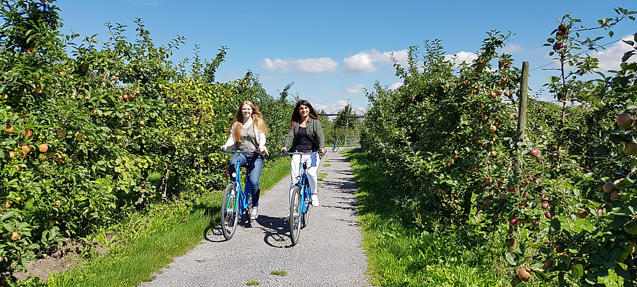 altes-land_fahrrad_c-tourismusverein-altes-land-ev
