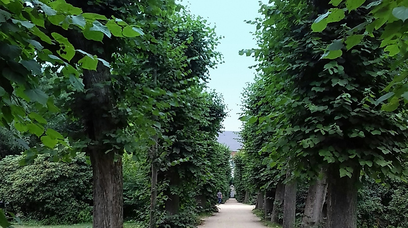 Wohlerspark im Sommer 2018