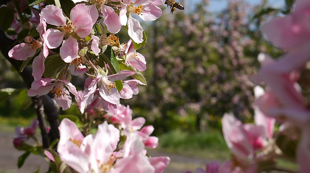 apfelbluete-mit-biene_c-tourismusverein-altes-land-ev