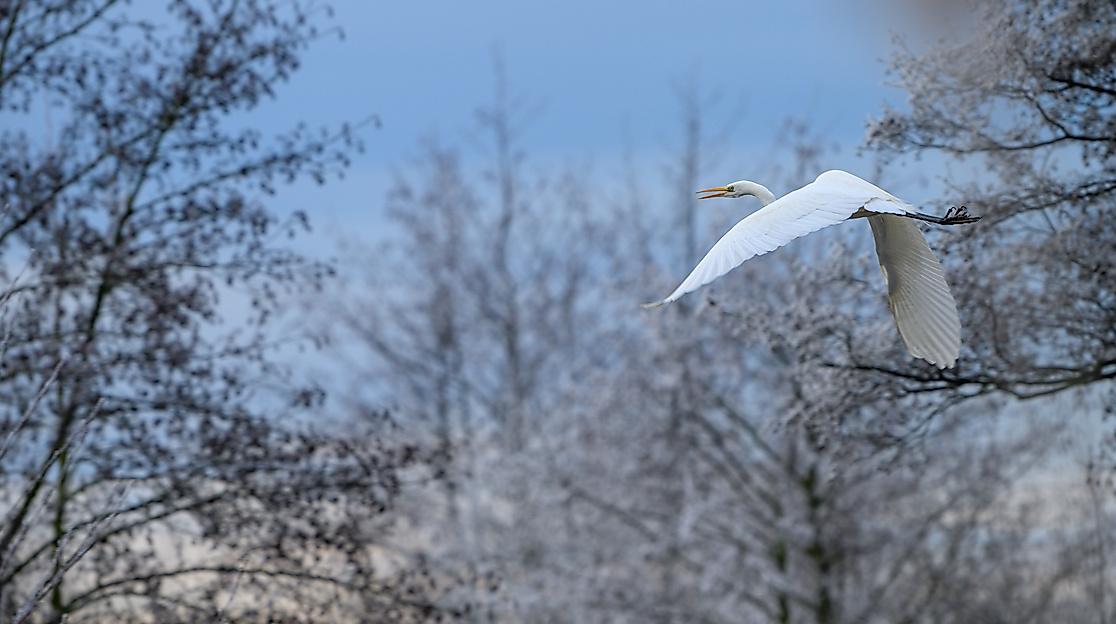 Winsen_Meißendorfer_Teiche_Winter_CC0_karjetta_20250114_30 (1)