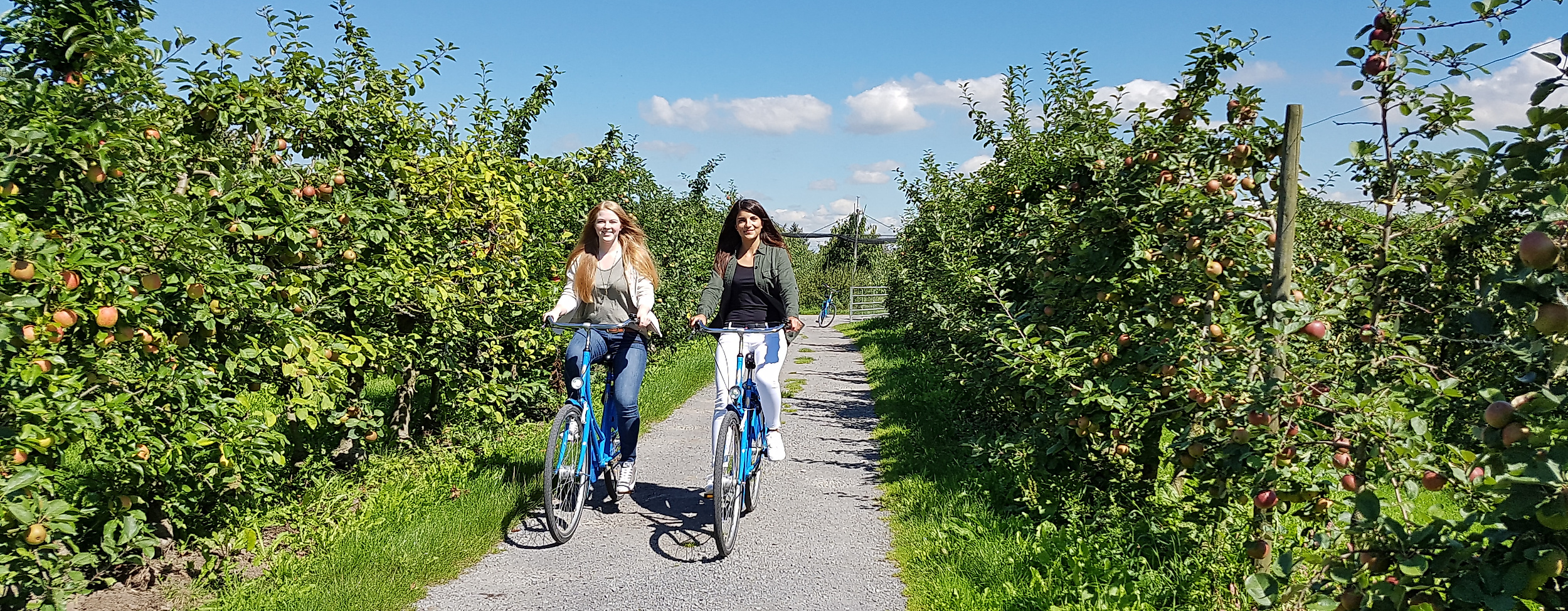 altes-land_fahrrad_c-tourismusverein-altes-land-ev