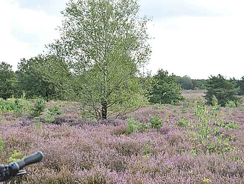 Heideblütentour
