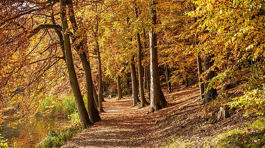 herbstspaziergang_nicolefranke