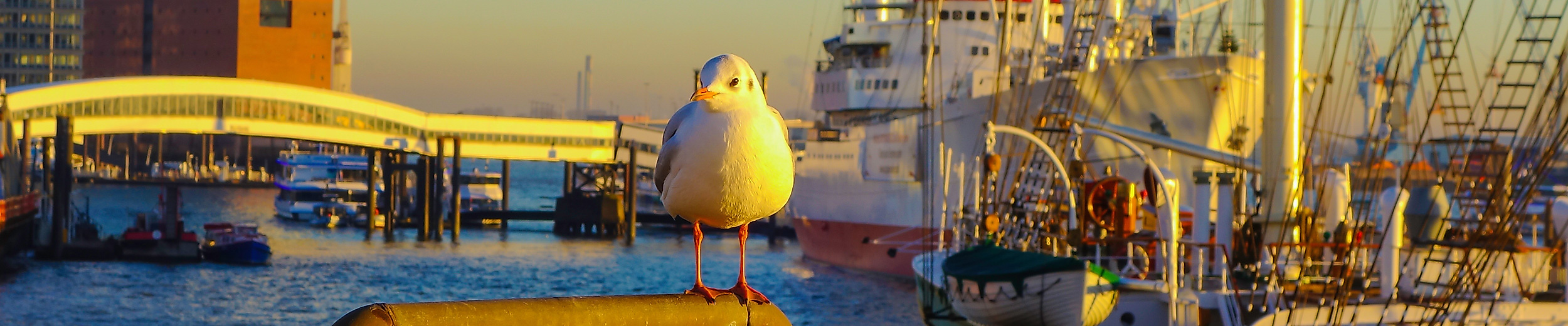 Beleuchtetes Musical-Theater an der Elbe bei Winterdämmerung mit Hafen und Schiffen im Vordergrund
