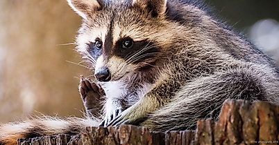 Wildpark Schwarze Berge