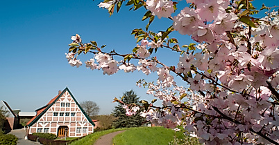 altes-land_kirschbluete-am-luehedeich_c-tourismusverein-altes-land-ev