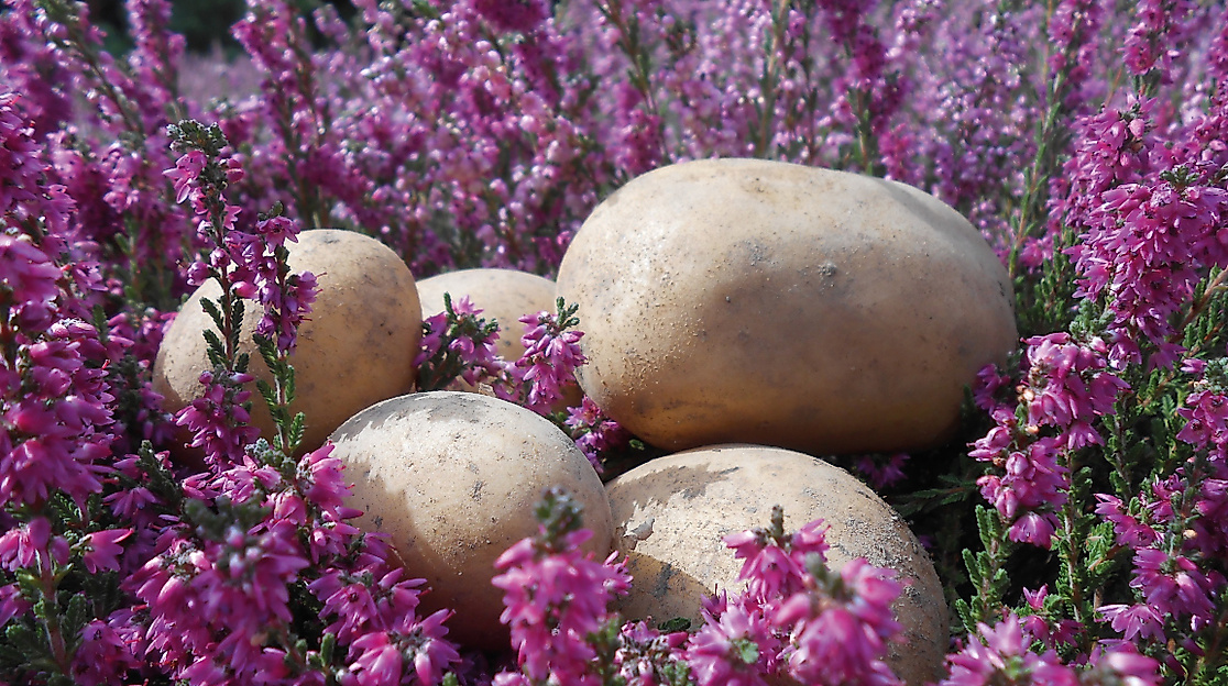 bad-bevensen-landart-heide-und-kartoffeln-cnluedemann