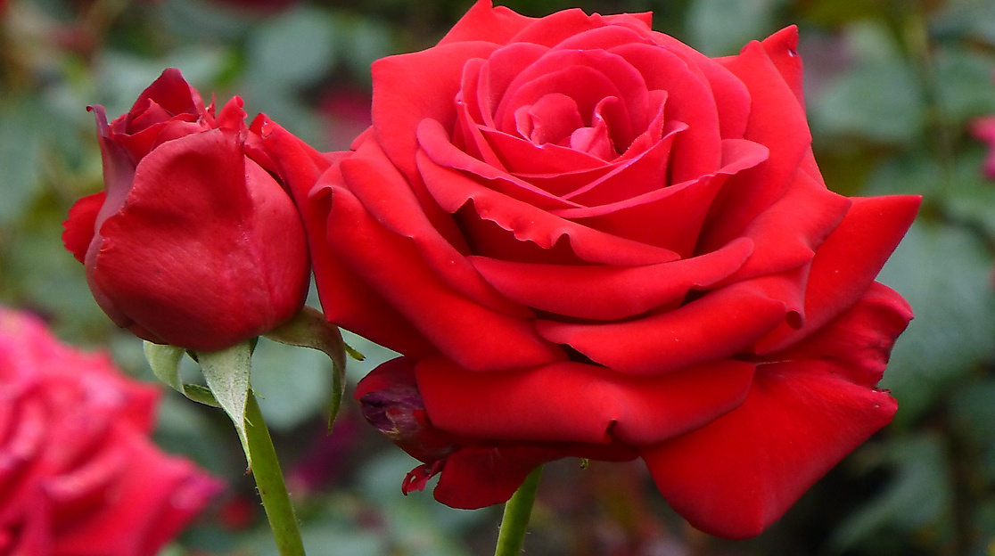 Der Rosengarten in Pinneberg