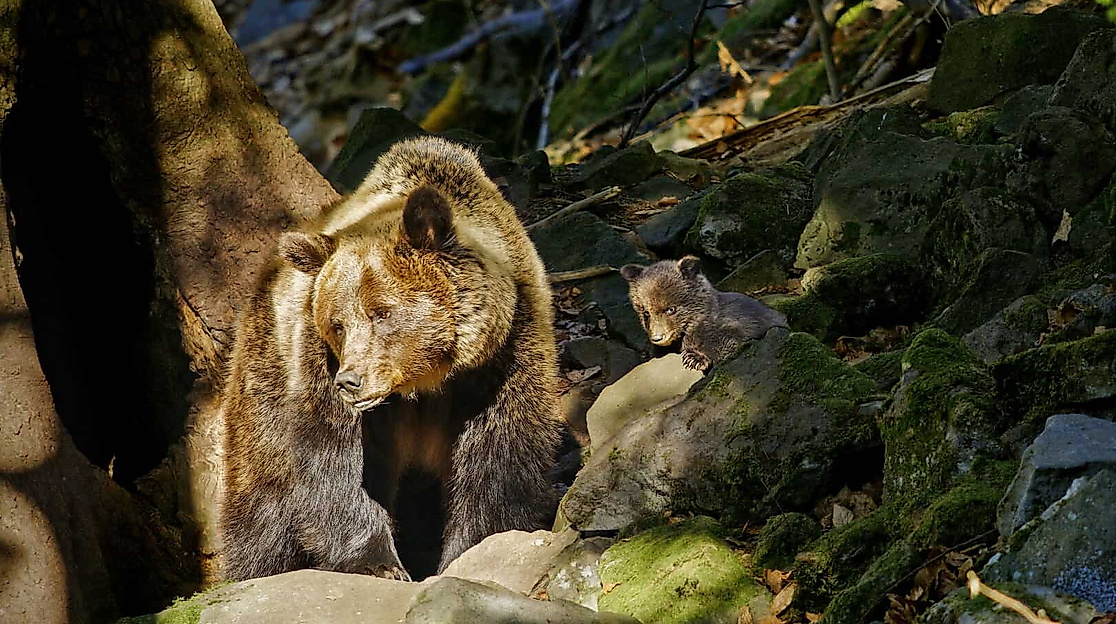Into Carpathian Wild