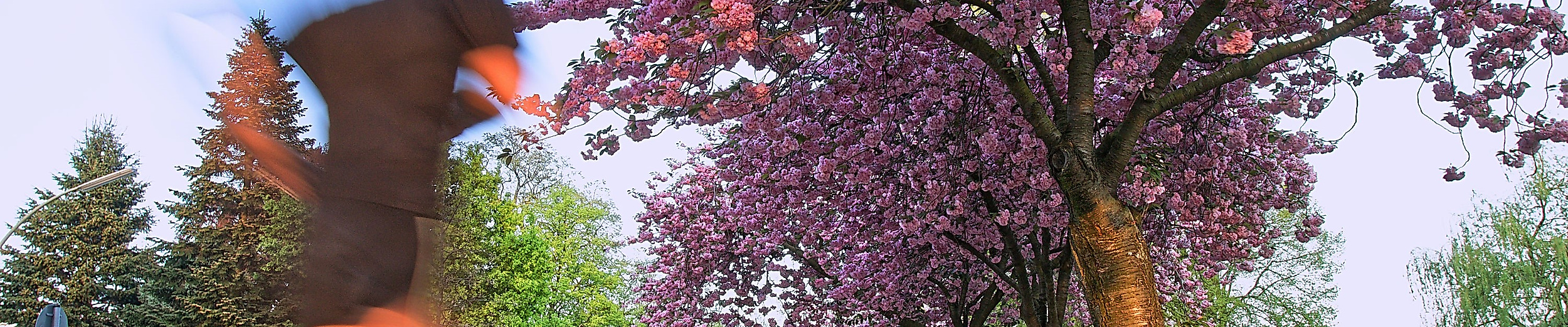 Jogger läuft an blühenden Kirschbäumen entlang der Außenalster bei frühlingshaftem Wetter in Hamburg