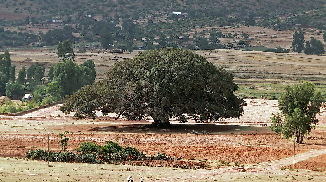 7. So. n. Trinitatis, Gottesdienst "Maulbeerfeigenbaum"