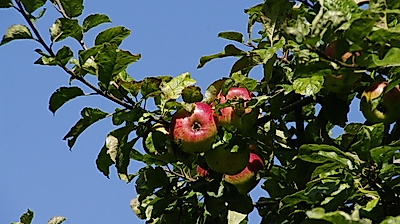Obstgarten Haseldorf