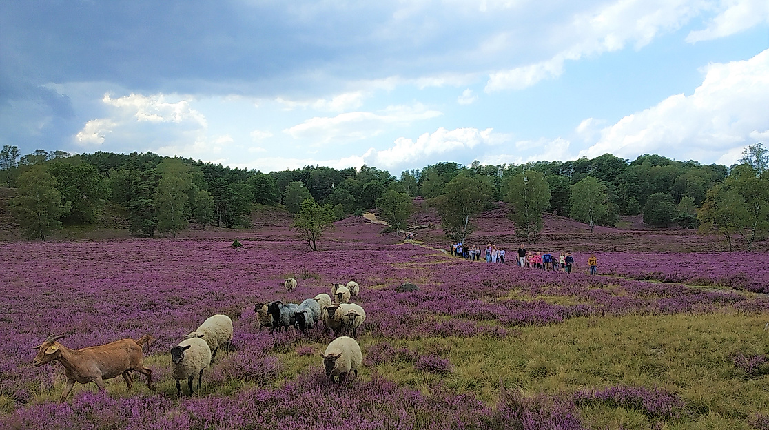 naturschutzgebiet-fischbeker-heide-loki-schmidt-stiftung
