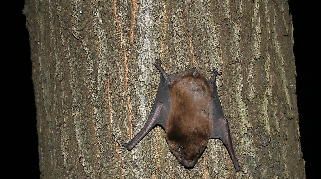 Naturpark-Tour: Fledermäuse und ihre Lebensräume – eine abendliche Wanderung