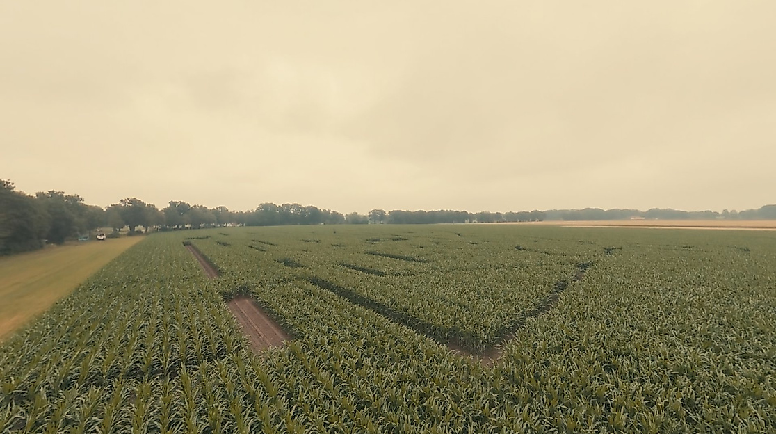 Maislabyrinth im Kliemannsland