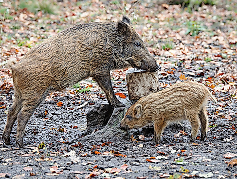 Kinder-Ausflug ,,Wildschweingatter"